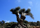 زیتون معمولی